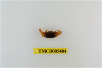 藏品(乳白南方招潮蟹)的圖片